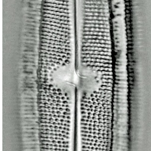 Neidium iridis LM6