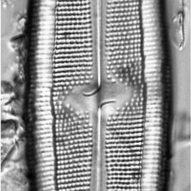 Neidium iridis LM5