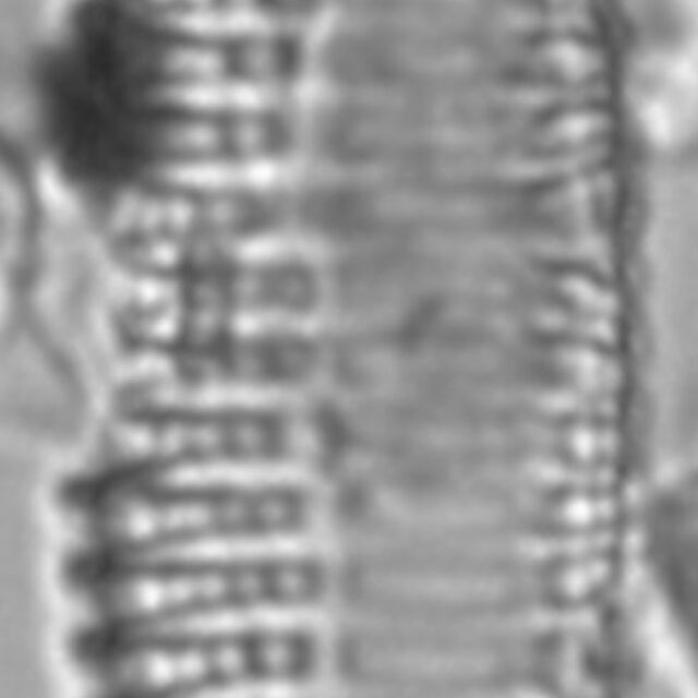 Tryblionella Lanceola LM4