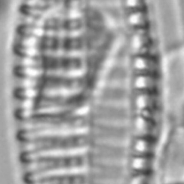 Tryblionella Lanceola LM6