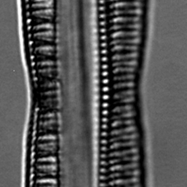 Nitzschia serpentiraphe LM3