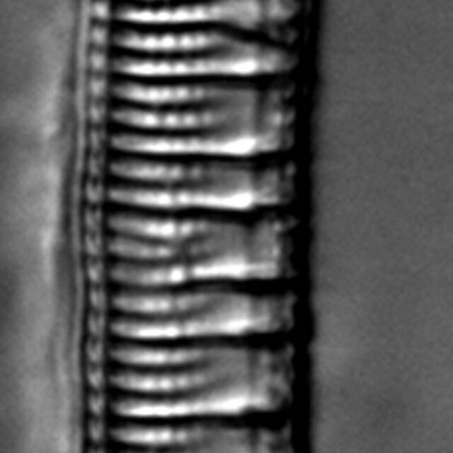 Nitzschia serpentiraphe LM1