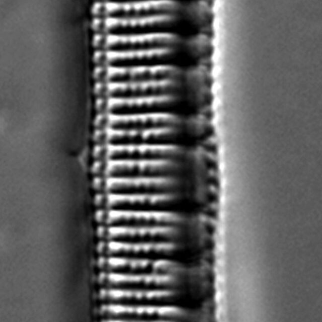 Nitzschia serpentiraphe LM1