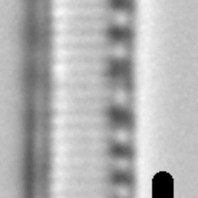 Nitzschia acidoclinata LM3