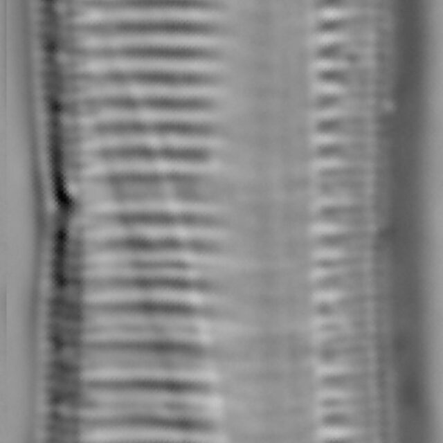 Tryblionella calida LM4