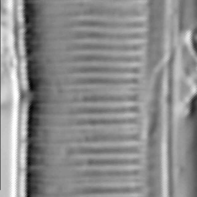 Tryblionella calida LM2