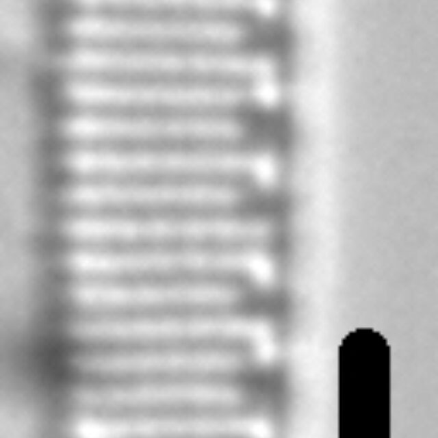 Nitzschia incognita LM3