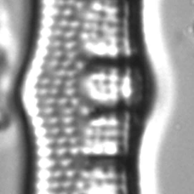 Nitzschia sinuata LM6