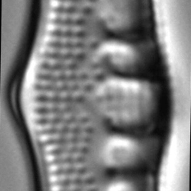 Nitzschia sinuata LM4