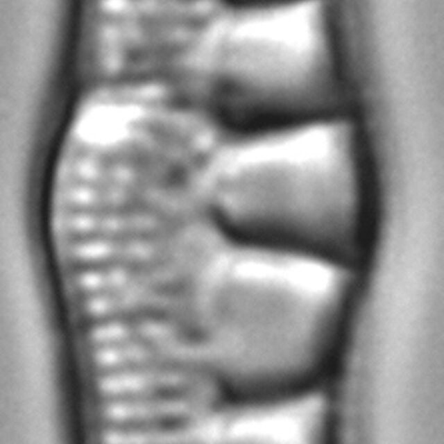 Nitzschia sinuata LM3