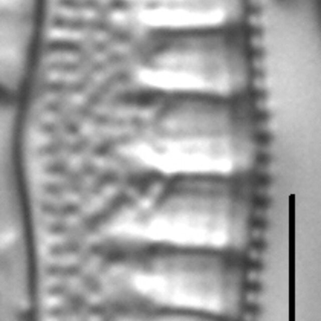 Nitzschia sinuata LM1