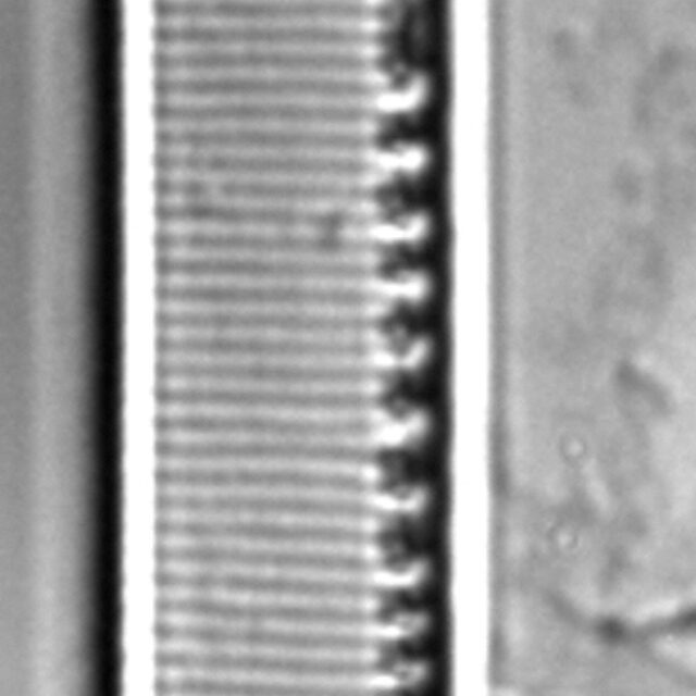 Nitzschia regula var robusta LM3