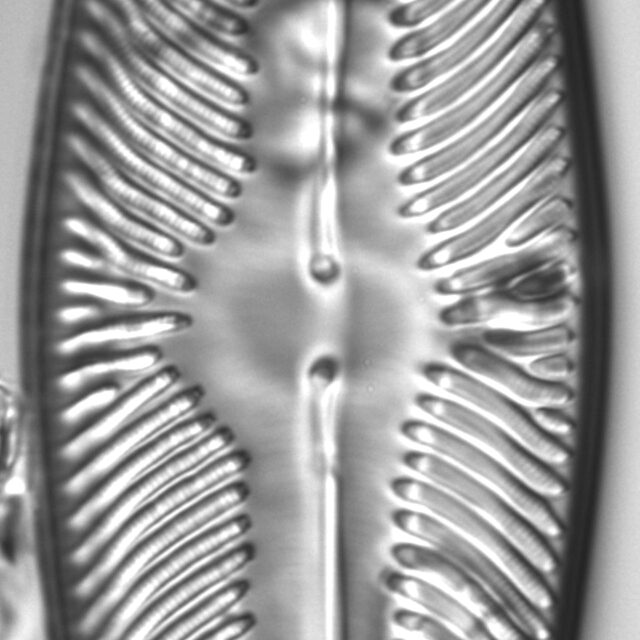 Navicula ludloviana LM3