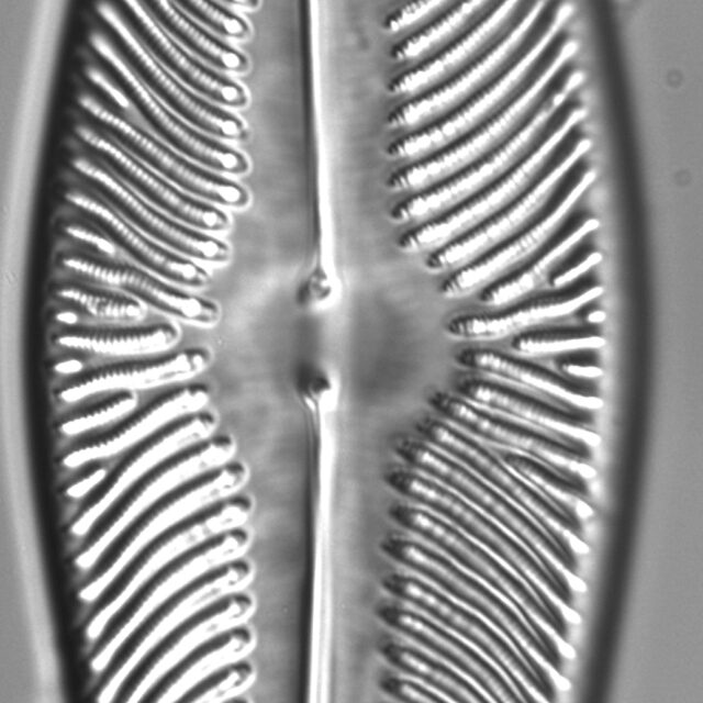 Navicula ludloviana LM4