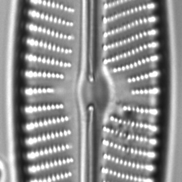 Navicula peregrina LM3