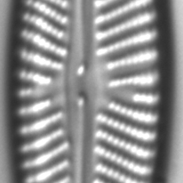 Navicula pseudolanceolata LM3