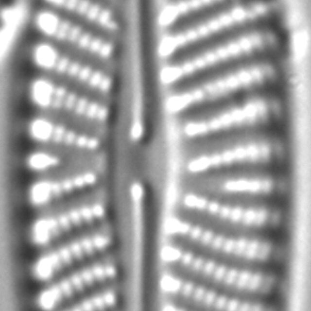 Navicula pseudolanceolata LM2