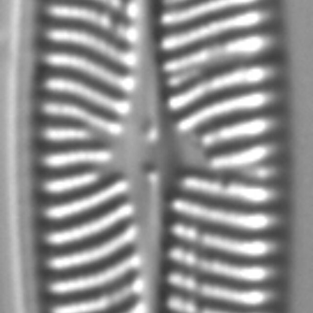 Navicula schweigeri LM5