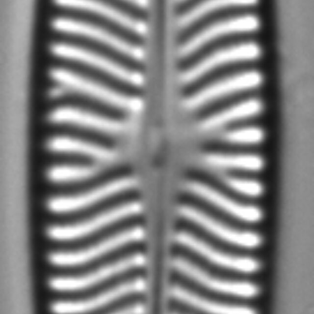 Navicula schweigeri LM4