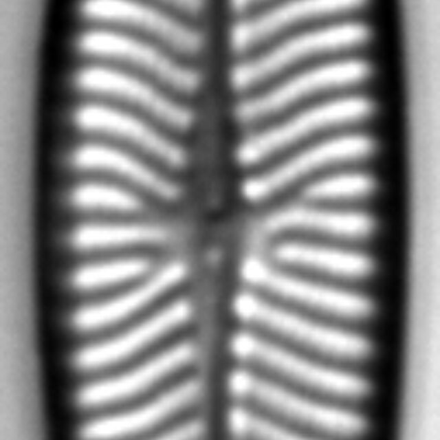 Navicula schweigeri LM3