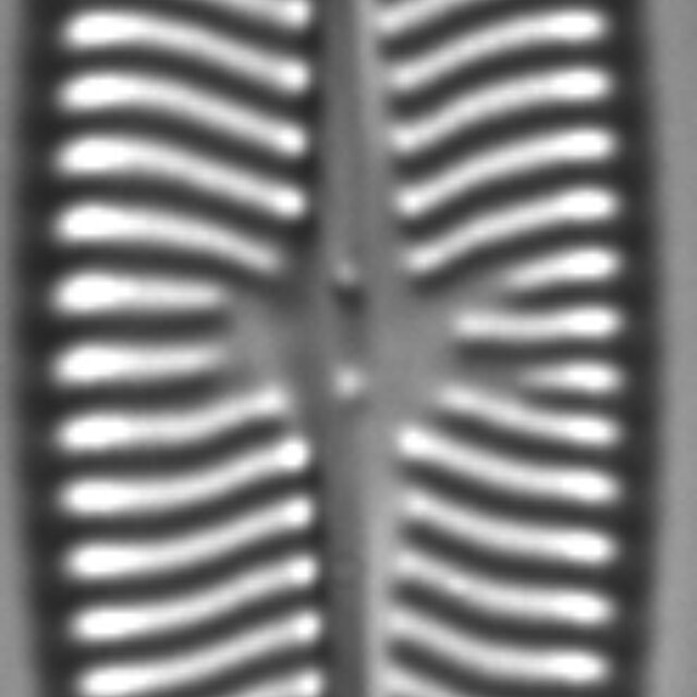 Navicula schweigeri LM2