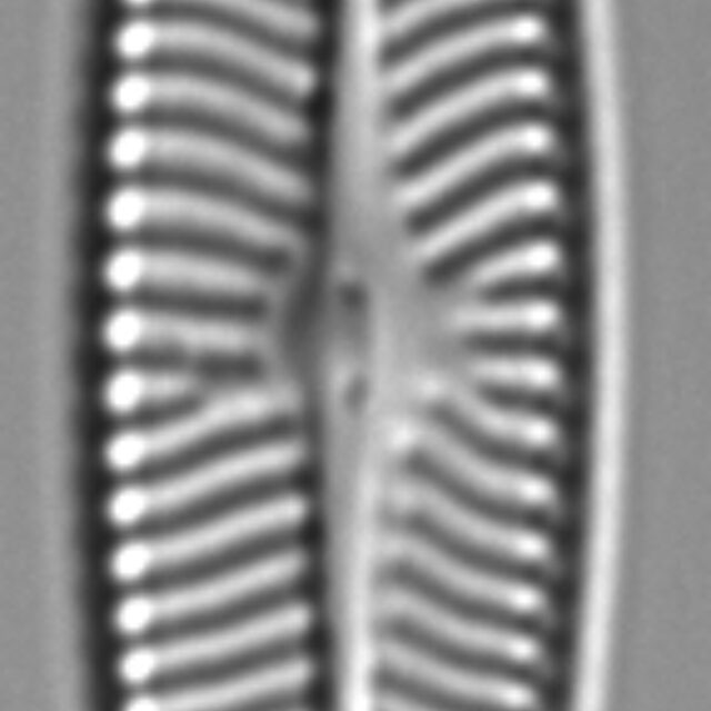 Navicula schweigeri LM6