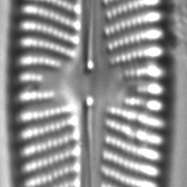 Navicula slesvicensis LM5