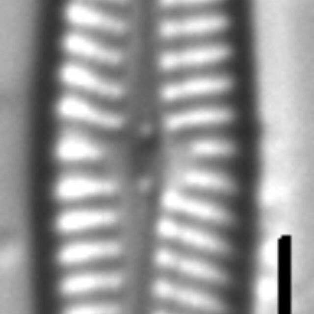 Navicula staffordiae LM3