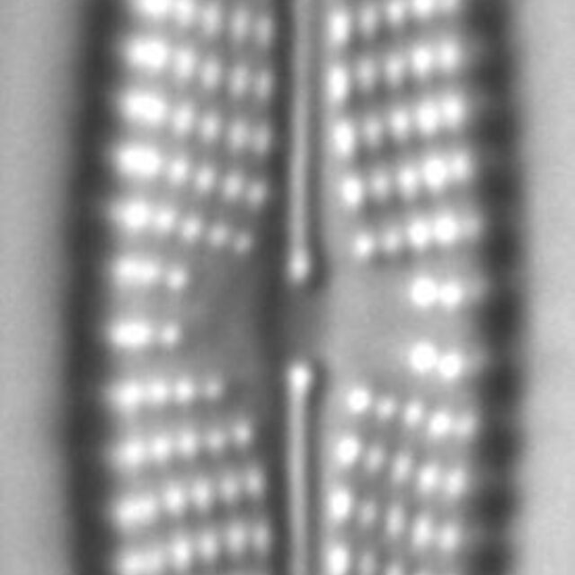 Navicula streckerae LM2