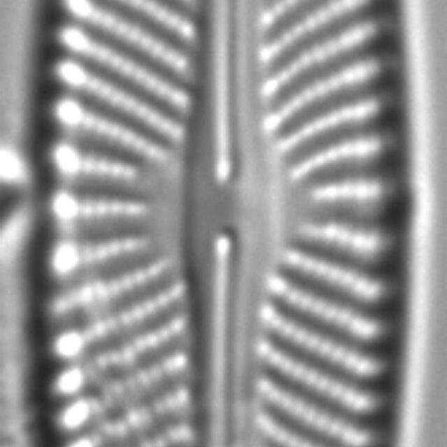 Navicula subconcentrica LM7