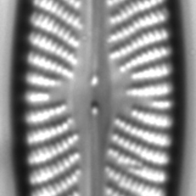 Navicula subconcentrica LM6