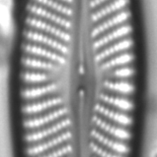 Navicula subconcentrica LM5