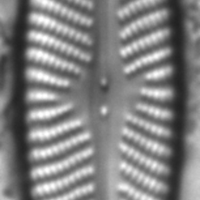 Navicula subconcentrica LM4