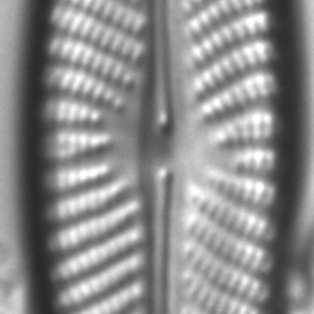 Navicula subconcentrica LM3