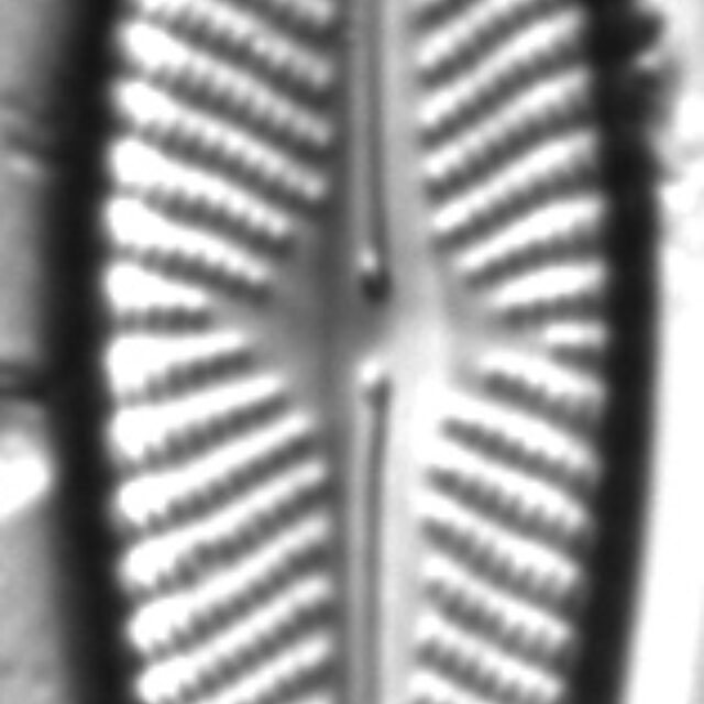 Navicula subconcentrica LM2