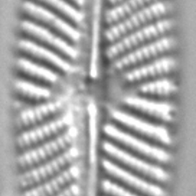 Navicula subconcentrica LM1