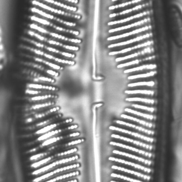 Navicula walkeri LM1