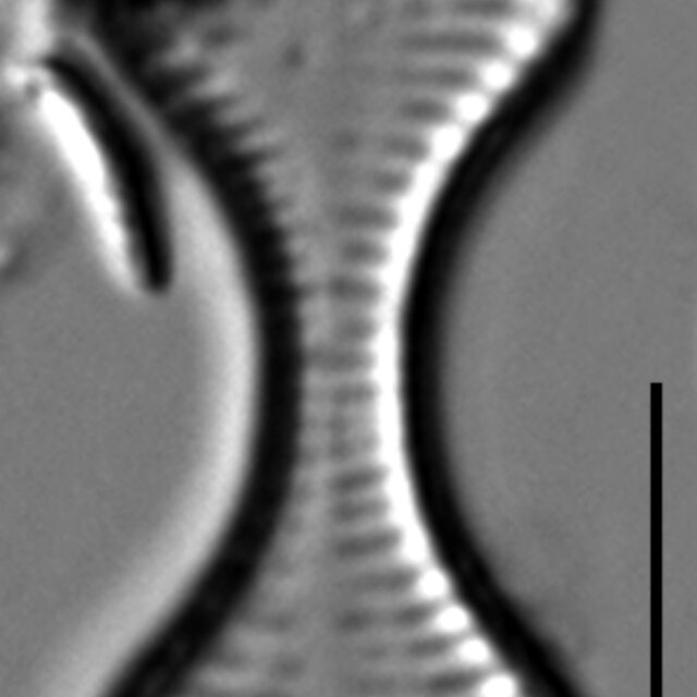 Oxyneis binalis LM8