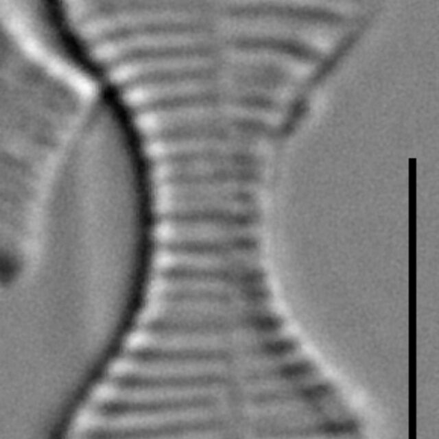 Oxyneis binalis LM7