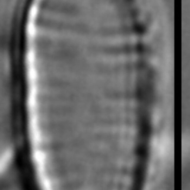 Oxyneis binalis var elliptica LM6