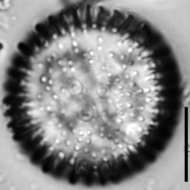 Orthoseira oregoniana LM3