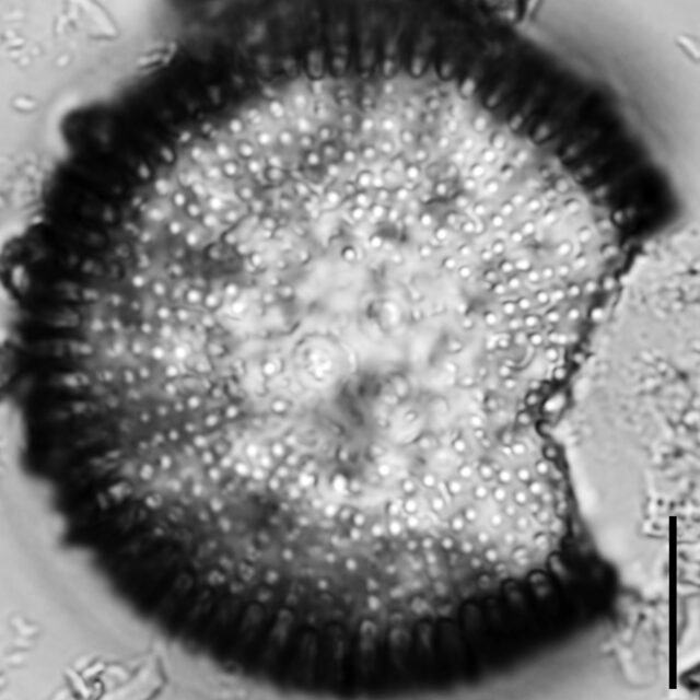 Orthoseira oregoniana LM4