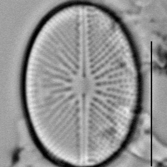 Cavinula vincentii LM3