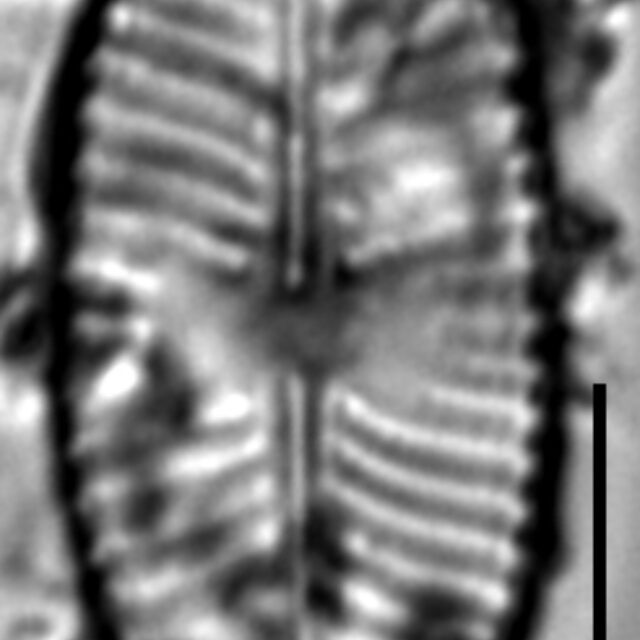 Placoneis explanata LM14