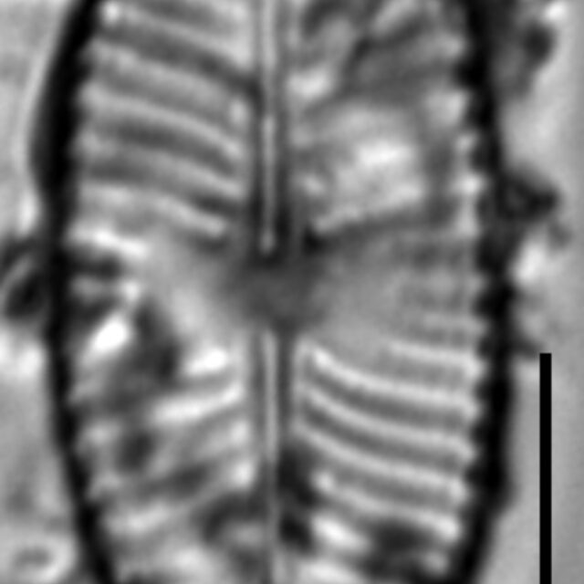 Placoneis explanata LM13