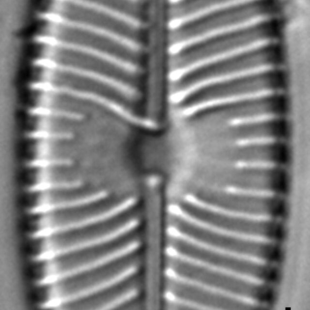 Placoneis explanata LM12