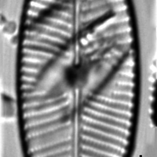 Placoneis explanata LM11