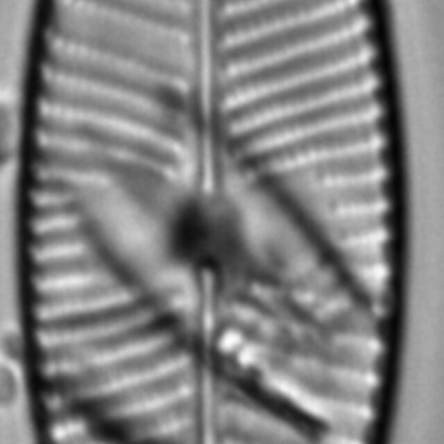 Placoneis explanata LM9