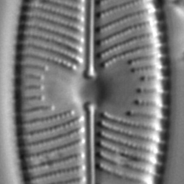 Placoneis explanata LM8