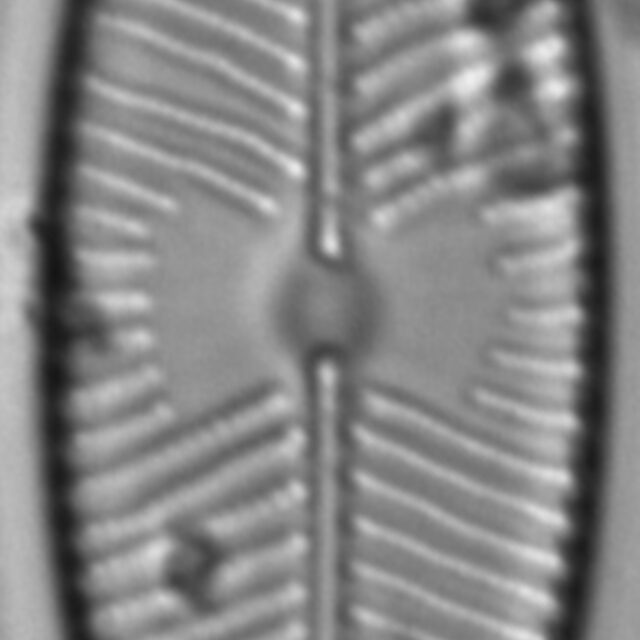 Placoneis explanata LM7